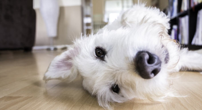 Hide-and-Seek With Your Dog