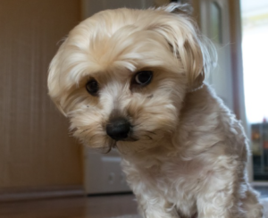 Hide-and-Seek With Your Dog