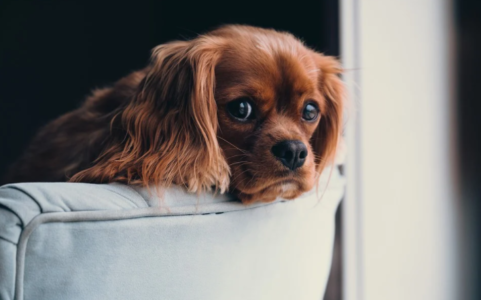 Hide-and-Seek With Your Dog