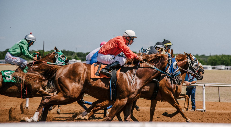 horses
