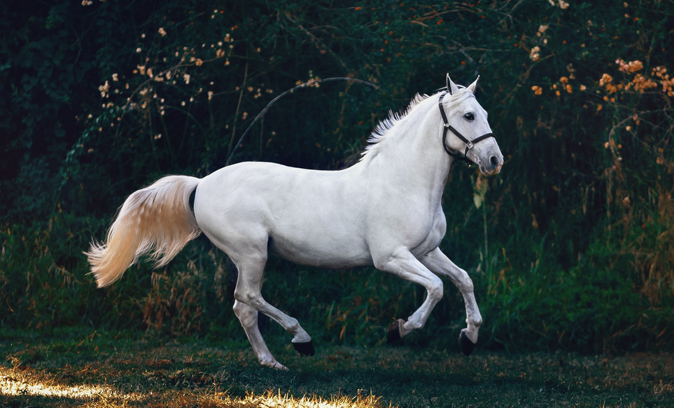 horse